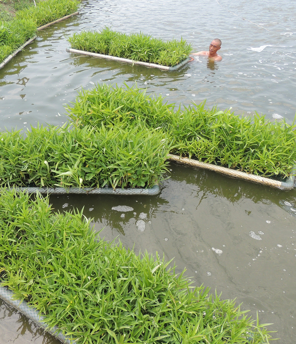 虾蛏混养对水体氮循环及浮游植物群落结构的影响