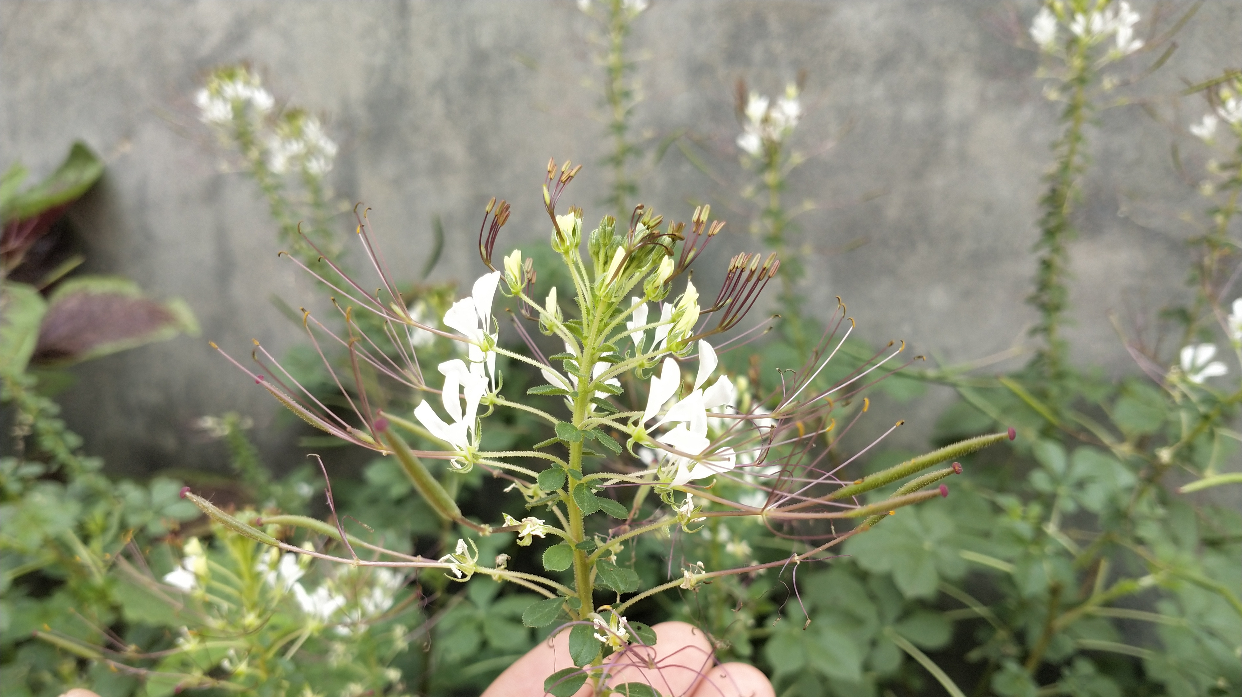 农村一种植物特别珍贵,解决女性很多难题,你认识吗?