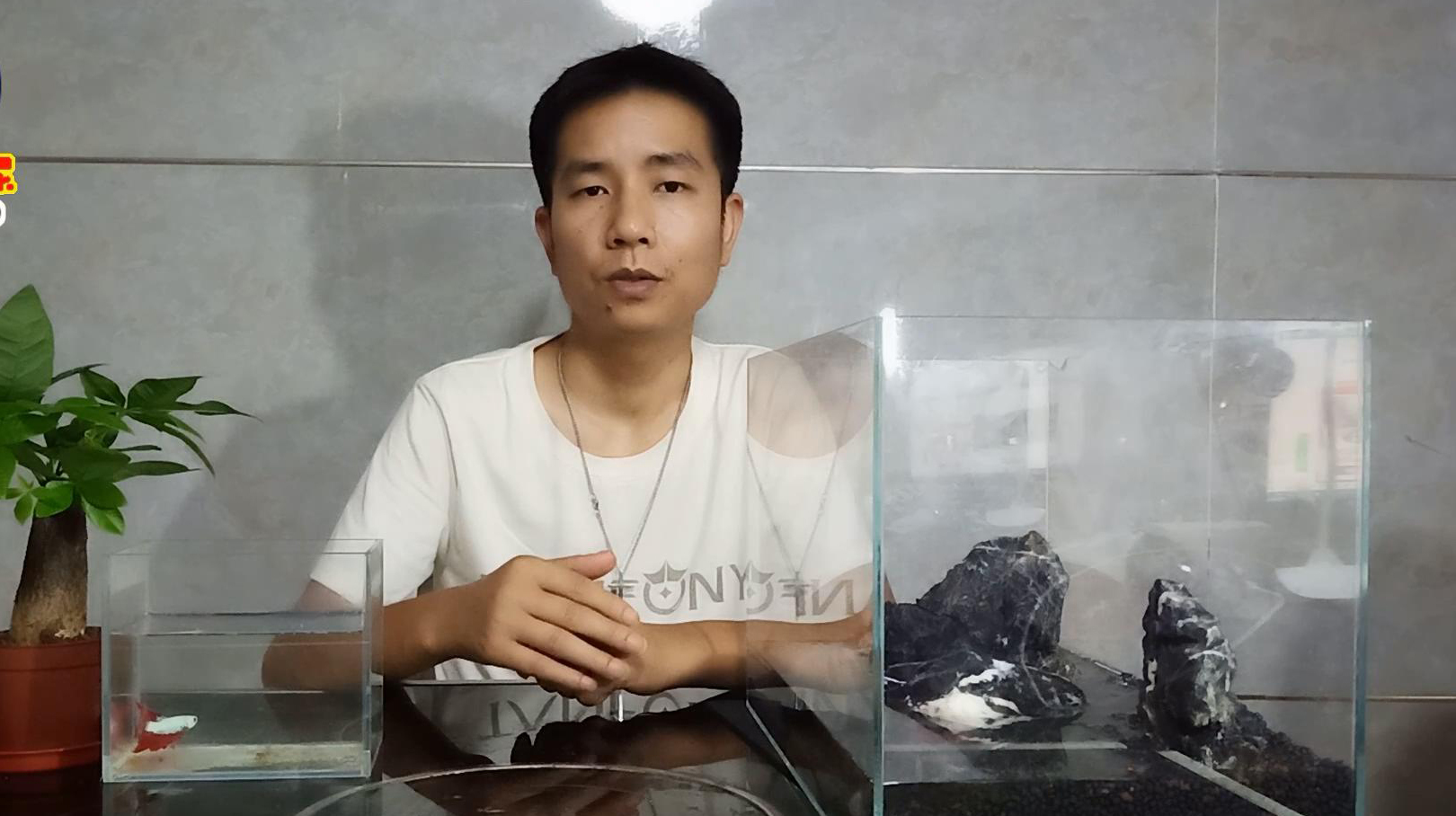 种这些最常见的水草,让你的鱼缸多一片风景,老刘的草缸初体验