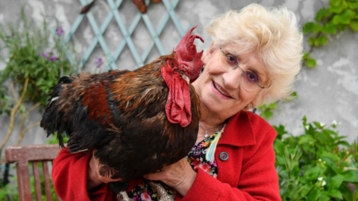 因为打鸣太响而被起诉的法国公鸡,取得“鸡生”胜利!