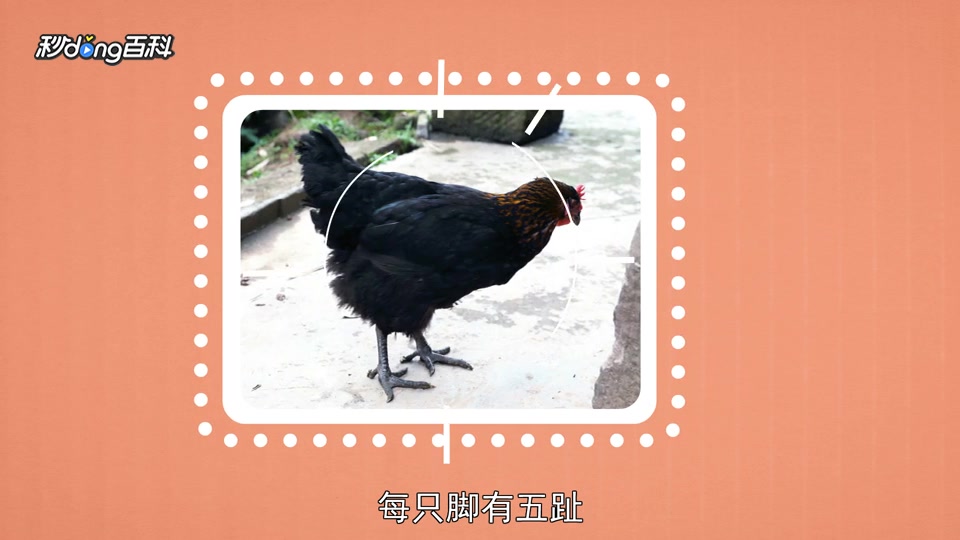 原来乌骨鸡长这样