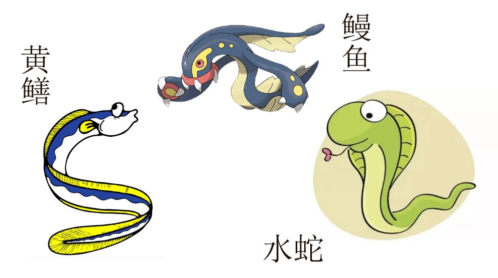 鳗鱼、黄鳝、水蛇有什么区别
