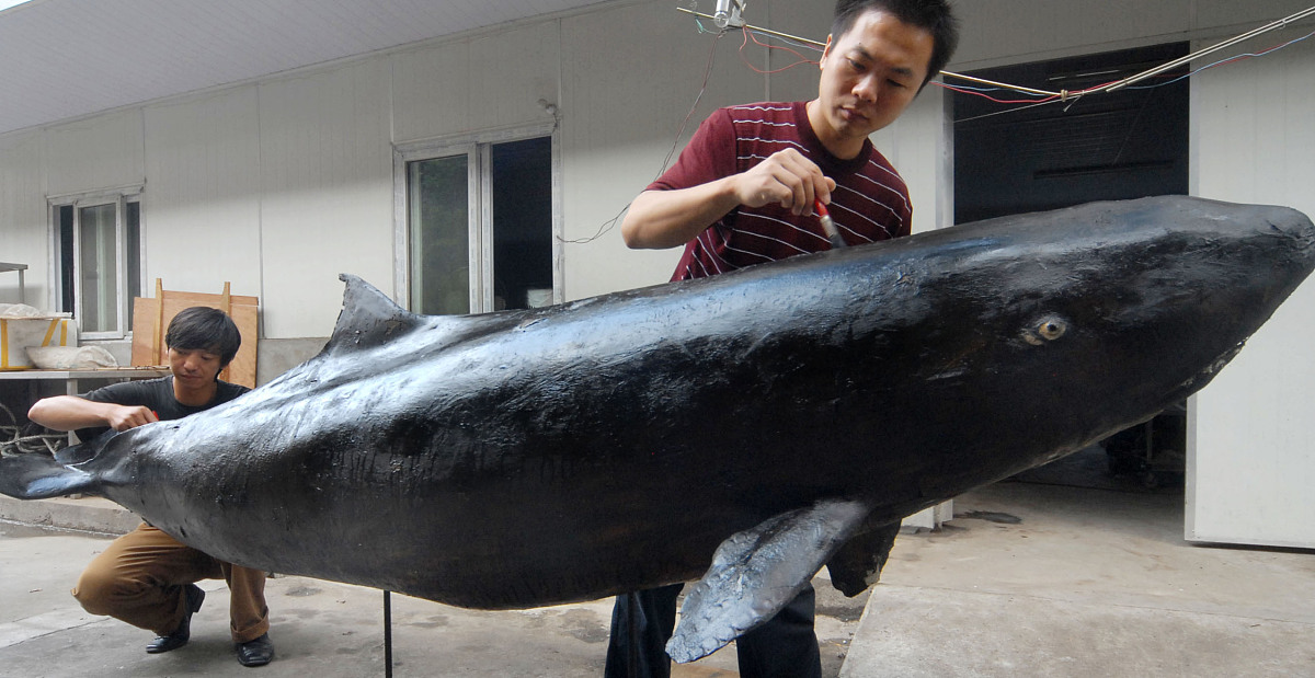 抹香鲸尸体中发现9.5公斤龙涎香，珍贵资源引关注