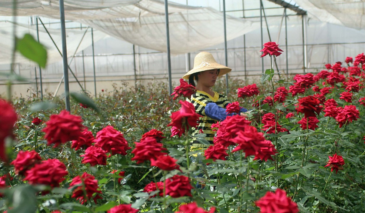 甘肃东方天润玫瑰科技有限公司基本情况