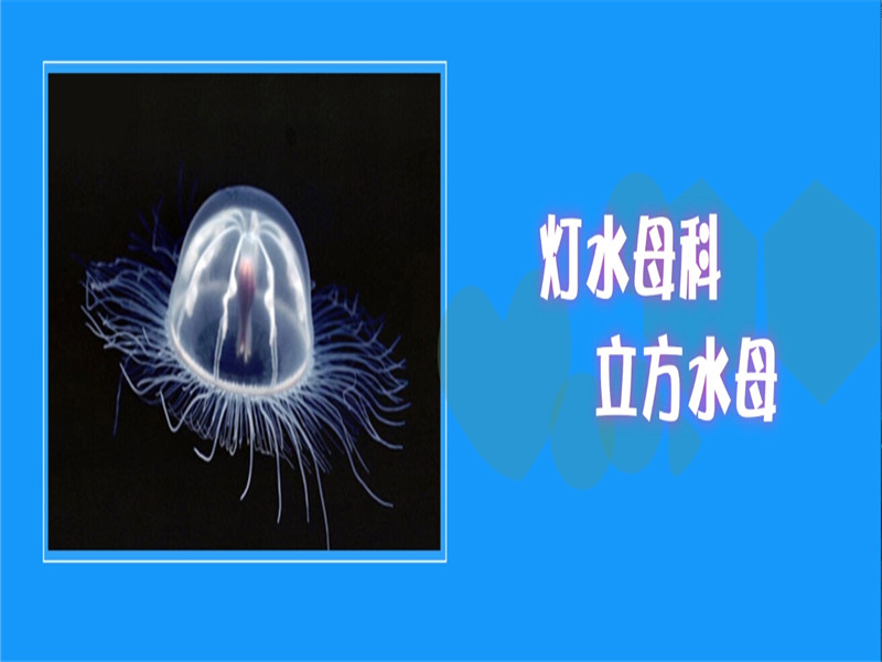 盒水母:又被称为海黄蜂