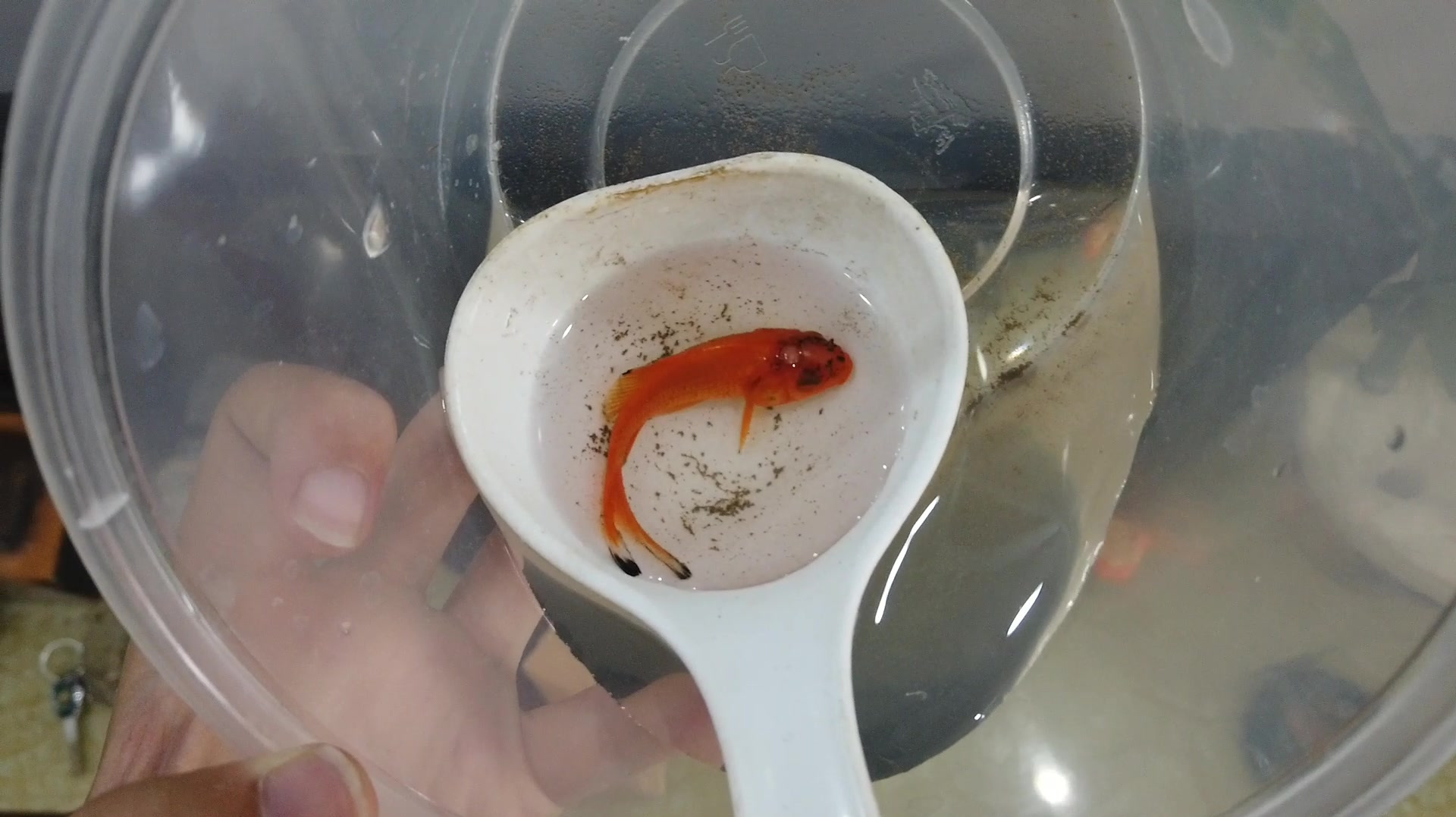 家庭饲养的草金鱼,头上长包第8天了,这条金鱼怎么样了呢?