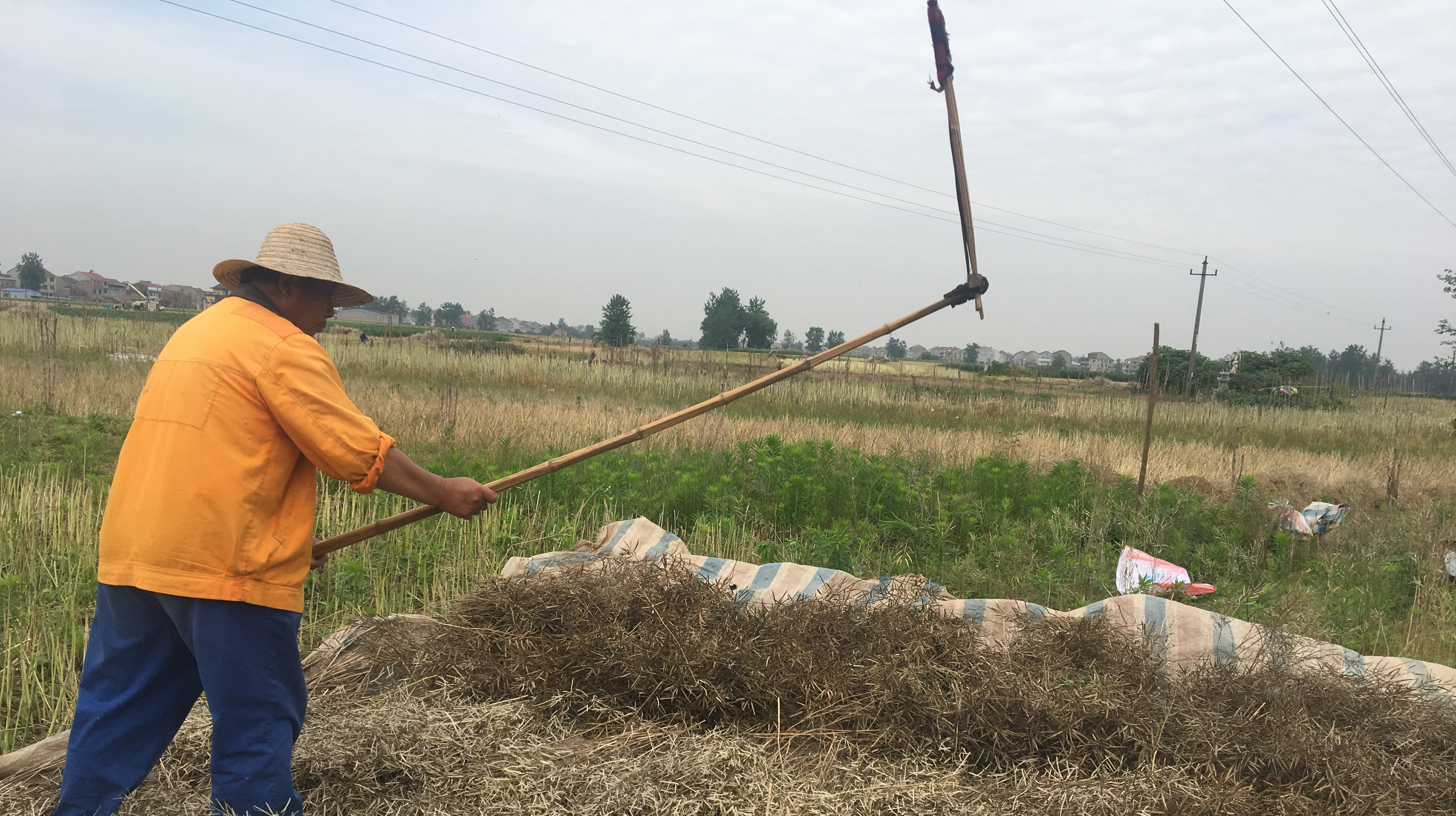 老桥跟岳父去地里把油菜籽用传统的手工方式打出来