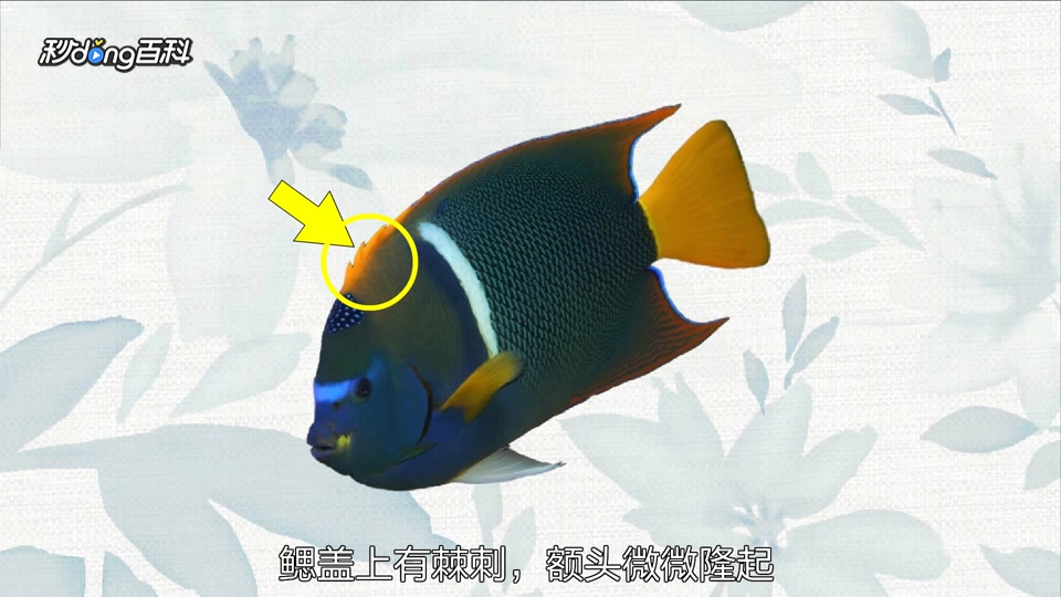 原来国王神仙长这样