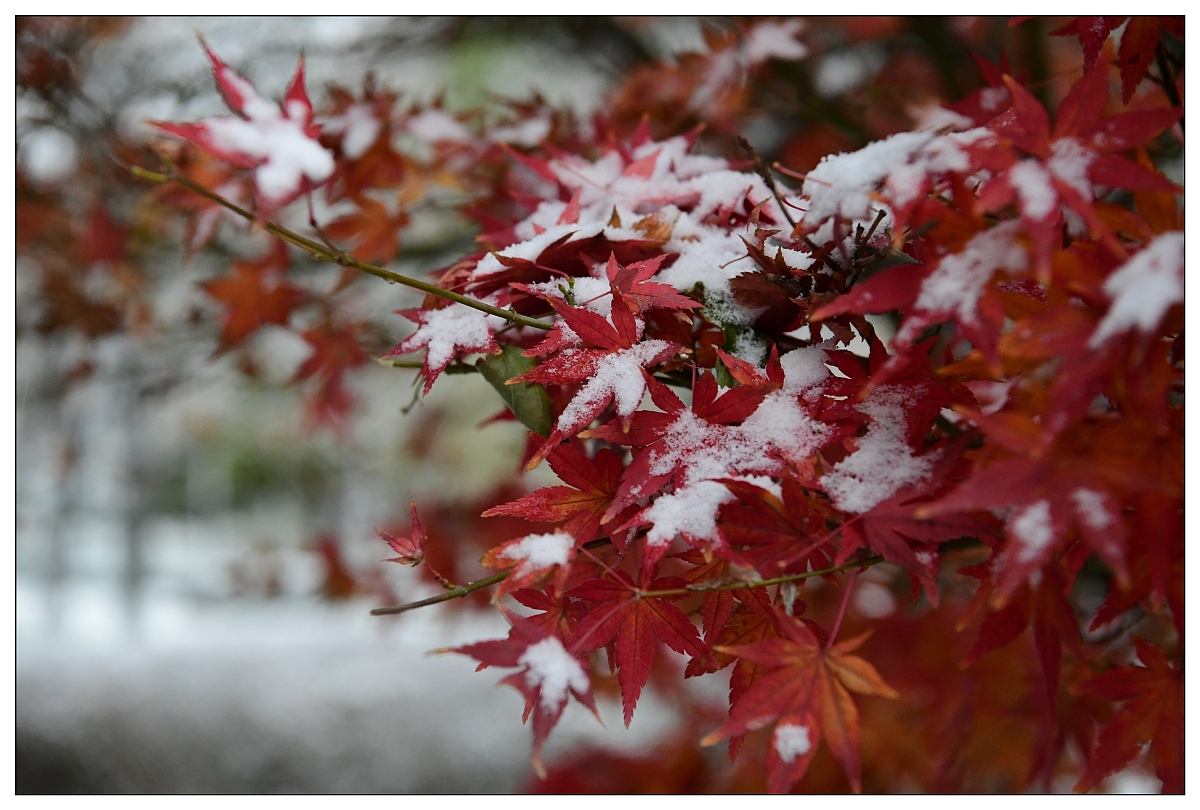 ***_***2016年11月21日,北京下起了今冬第一场雪.早上起来,一打开窗户
