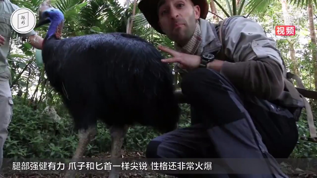 这种鸟长的像鸵鸟,却能瞬间挖出人的内脏,曾经和恐龙是邻居!