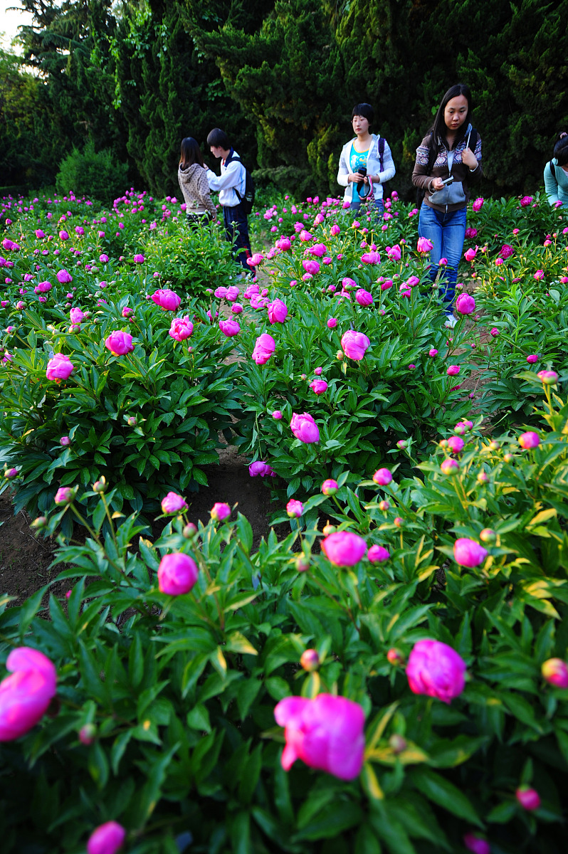 2012年5月15日,山东省烟台市芍药花展在鲁东大学举办.***_***几名大学