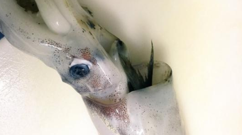 女子处理墨鱼时觉得不对劲,切开才发现里面藏着出人意料的东西