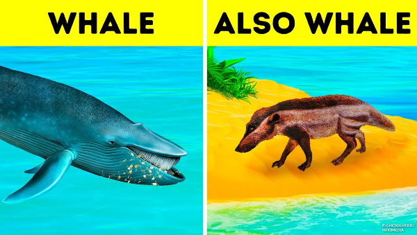 鲸鱼是如何进化成为有史以来最大的动物呢?