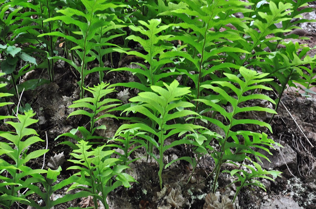 四川绵阳医科学校中药学专业招生-培养中医药学人才