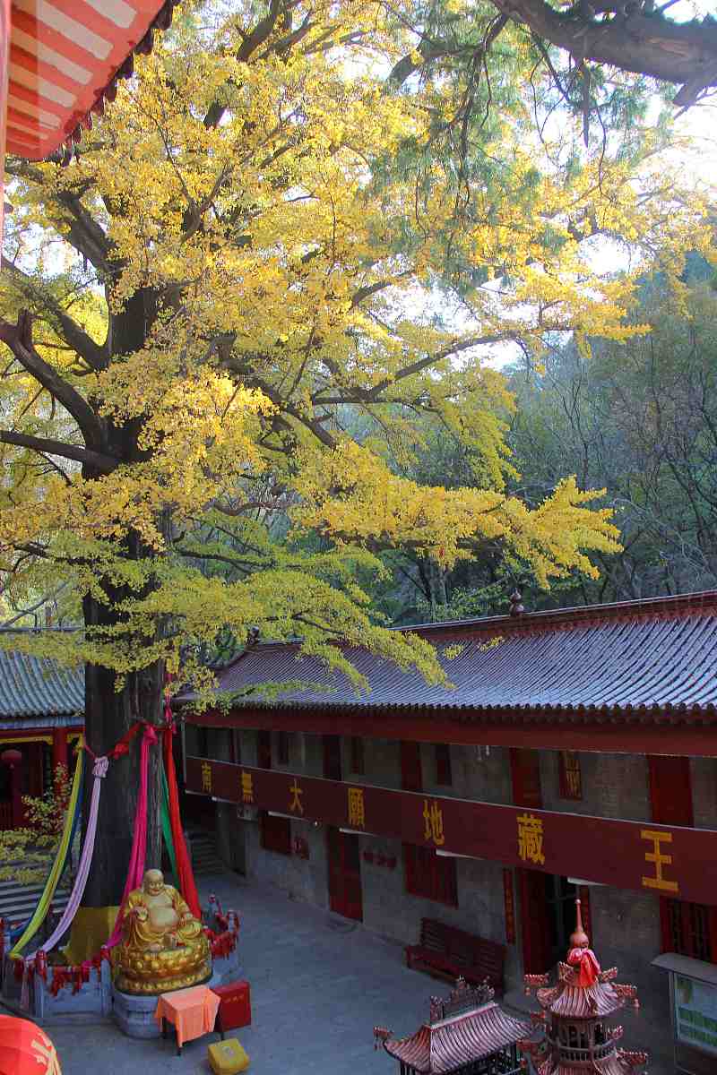***_***2012年11月13日,安徽省宿州市,秋游天门寺,寺院里的千年古银杏