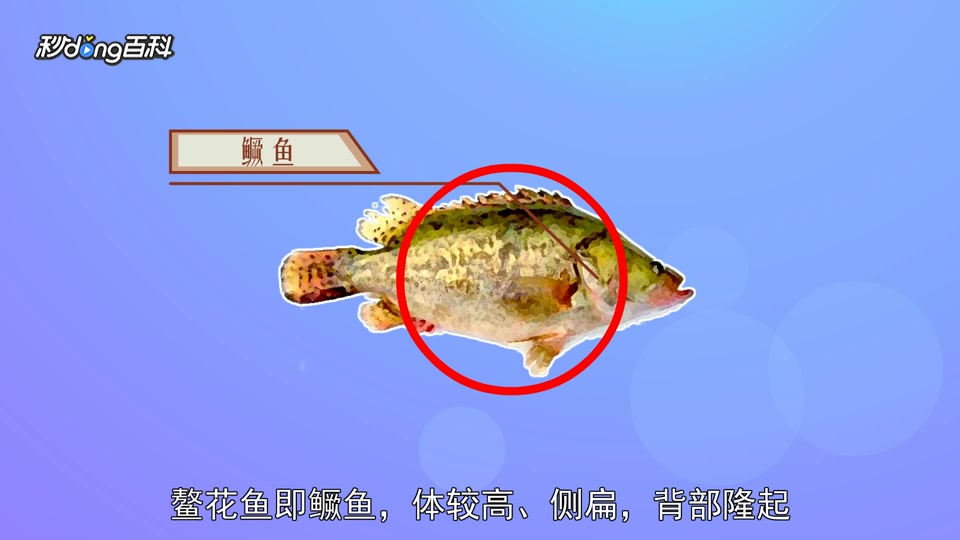 原来三花一岛长这样