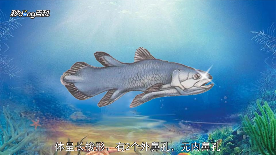 原来腔棘鱼目长这样