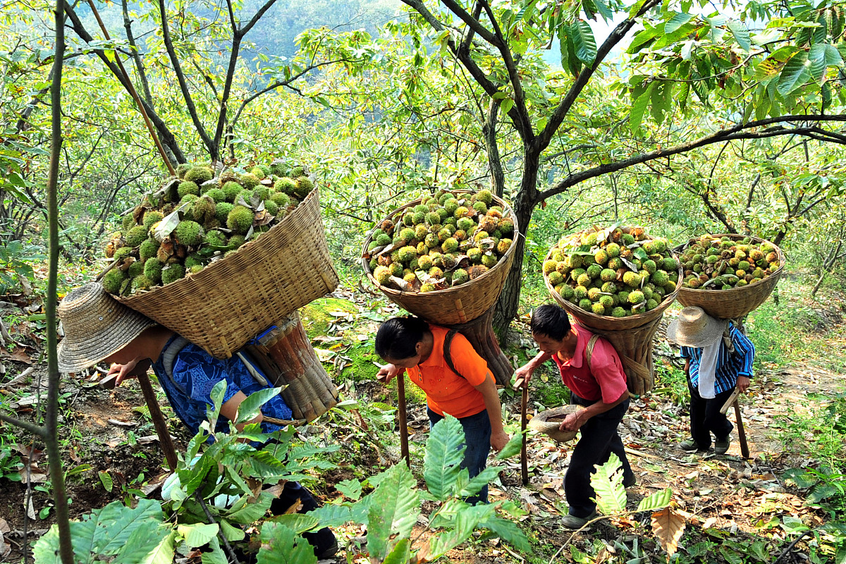 贵州大学林学专业怎么样