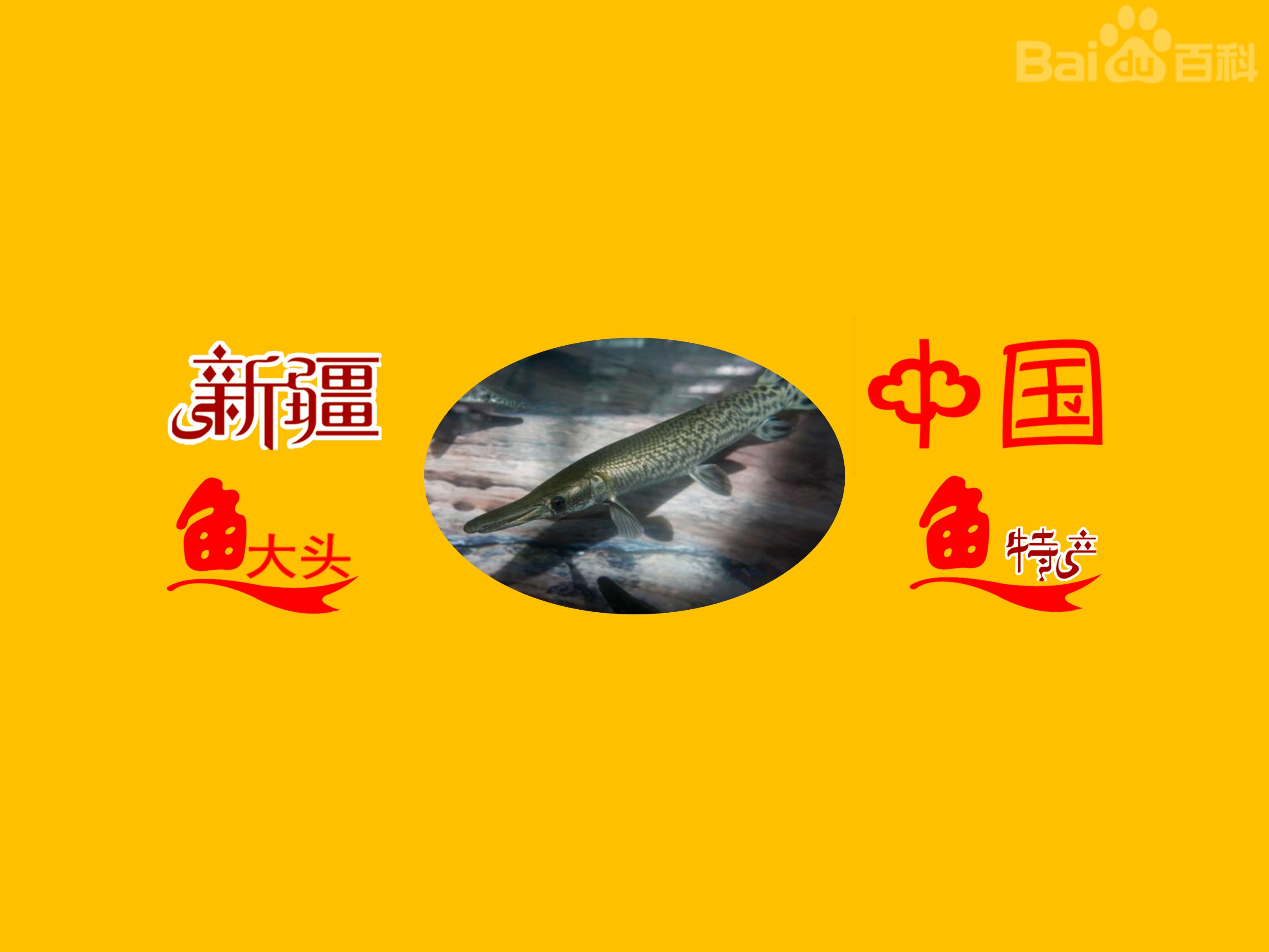 扁吻鱼:俗称新疆大头鱼