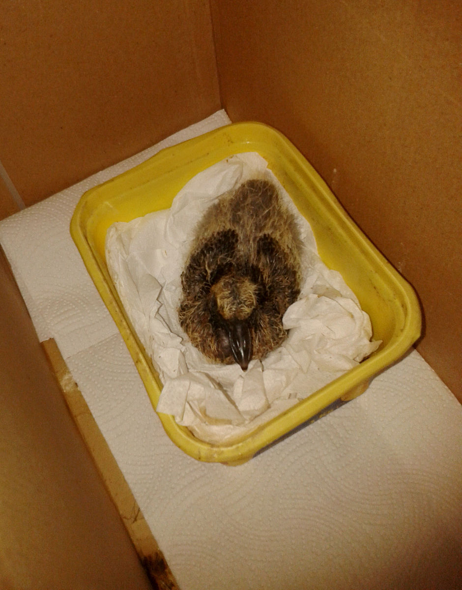 读下面的词语你头脑里出现了怎样的情景？大胆想象用几句话写下来。雨伞小兔小鸡着急和好