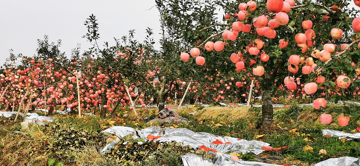 从层次分析法运用、营销渠道结构等方面阐述烟台苹果分销渠道优化研究的理论价值300字