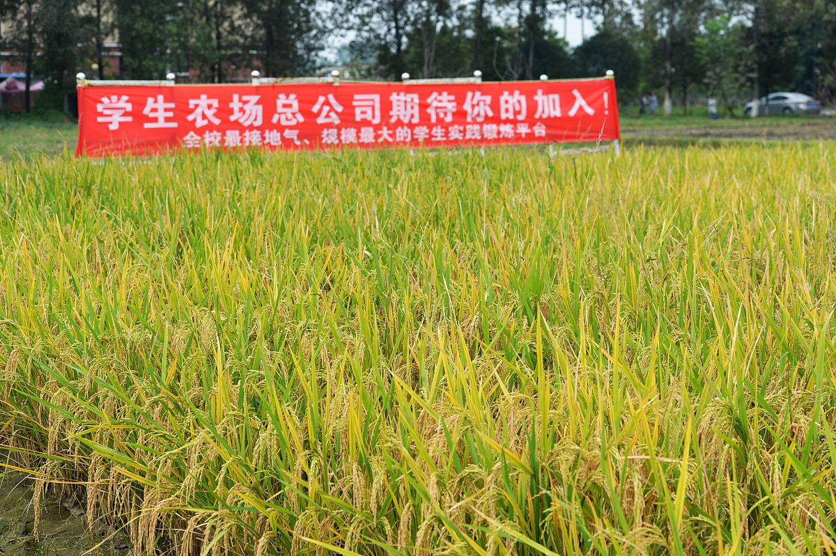 成都市技师学院2019邛崃分院水稻种植技术培招生