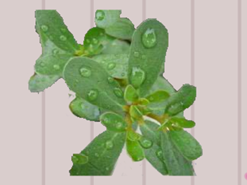 白猪母菜:一种中草药,可以凉血解毒,消炎退肿