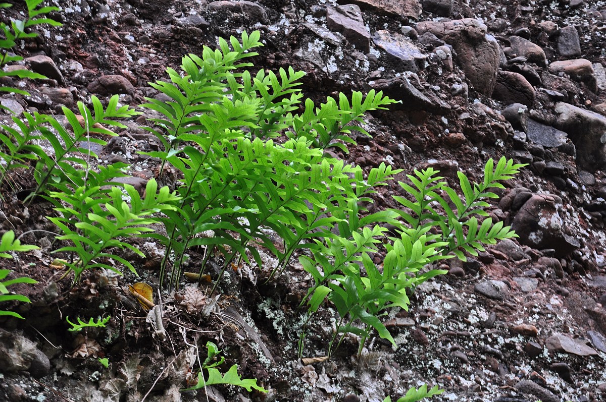 湖北中医药大学中药制药专业：培养中医药制剂高级人才