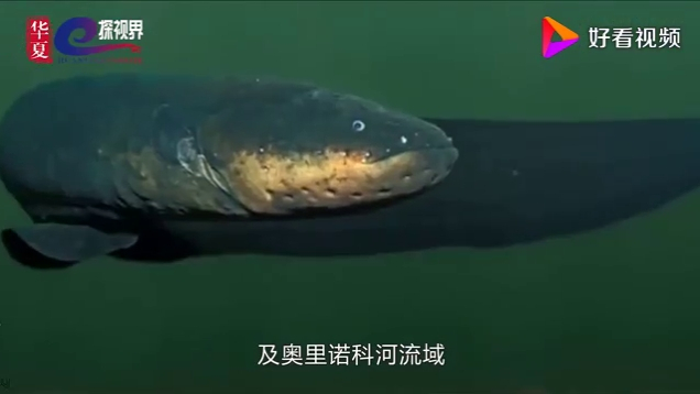 世界上5种最可怕危险的鱼类!深渊巨口?了解一下