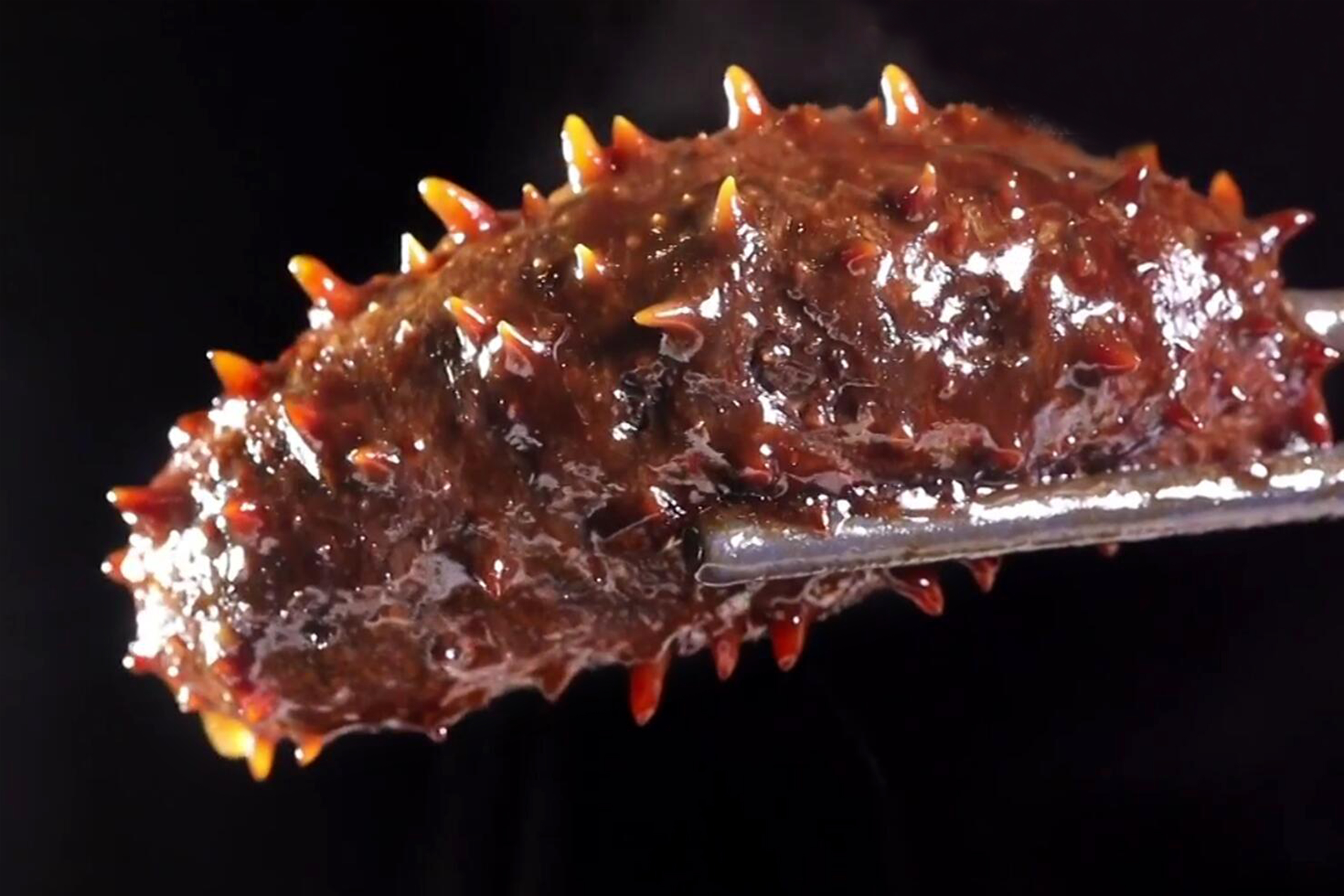 丰泽园招牌“葱烧海参”,一焯一煨一烧就可起锅,葱香浓郁超下饭