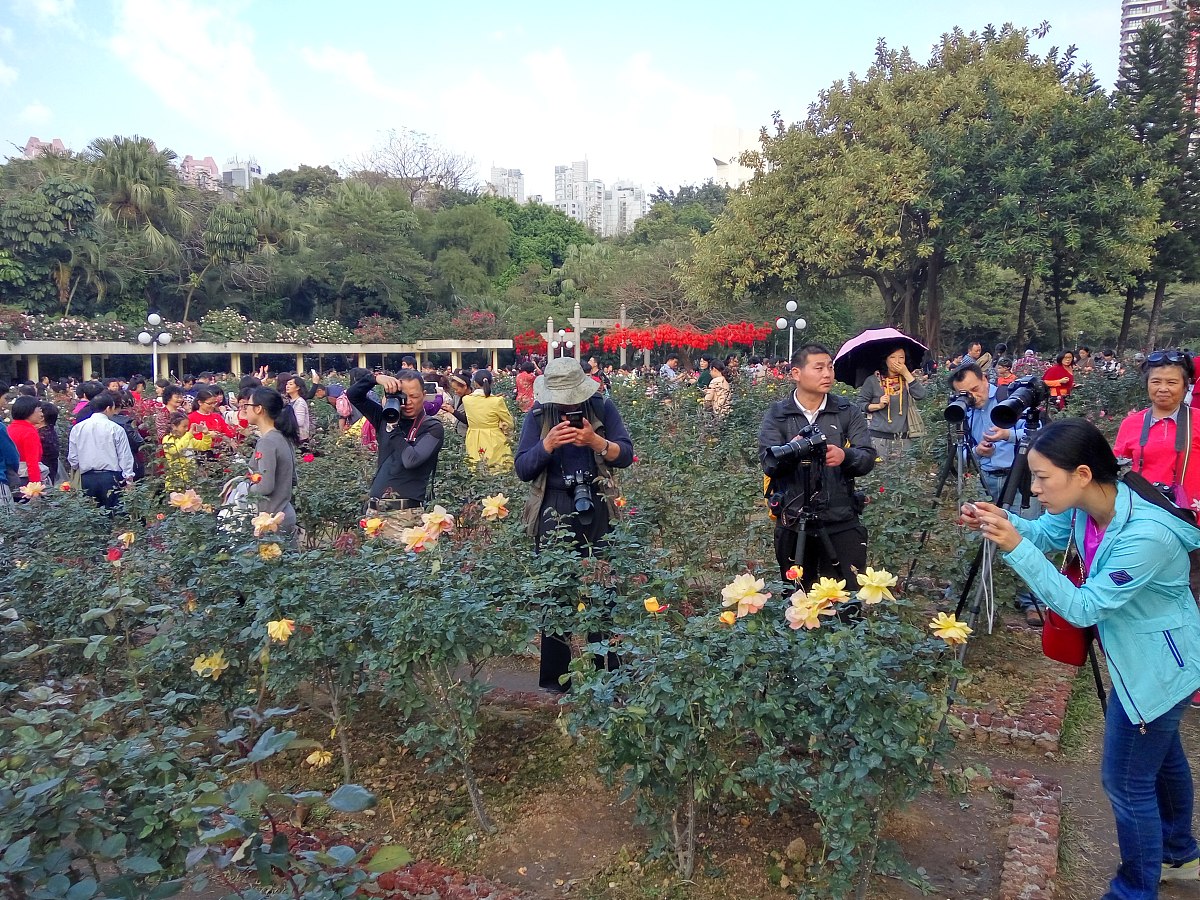 符合粉玫瑰花花语的词语或成语用4个或5-6个字列10条