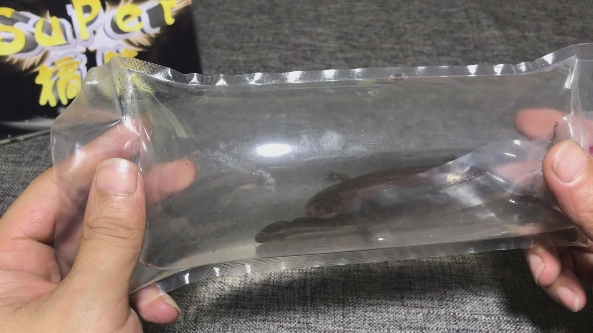 网购2条“娃娃鱼”开箱,这是什么物体!咋那么像泥鳅呢?