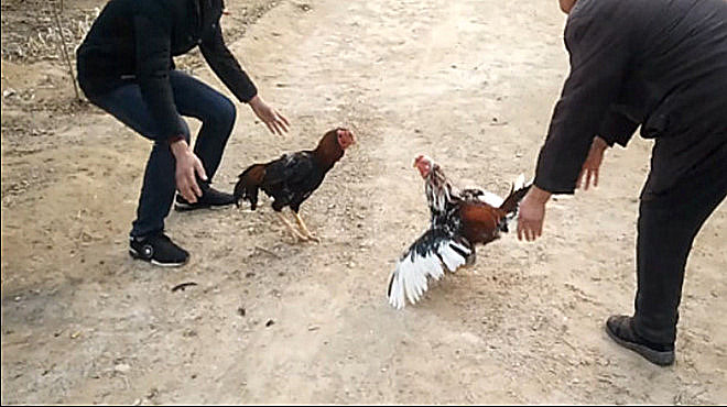 高清斗鸡视频:被斗败的花公鸡,又开始上战场了