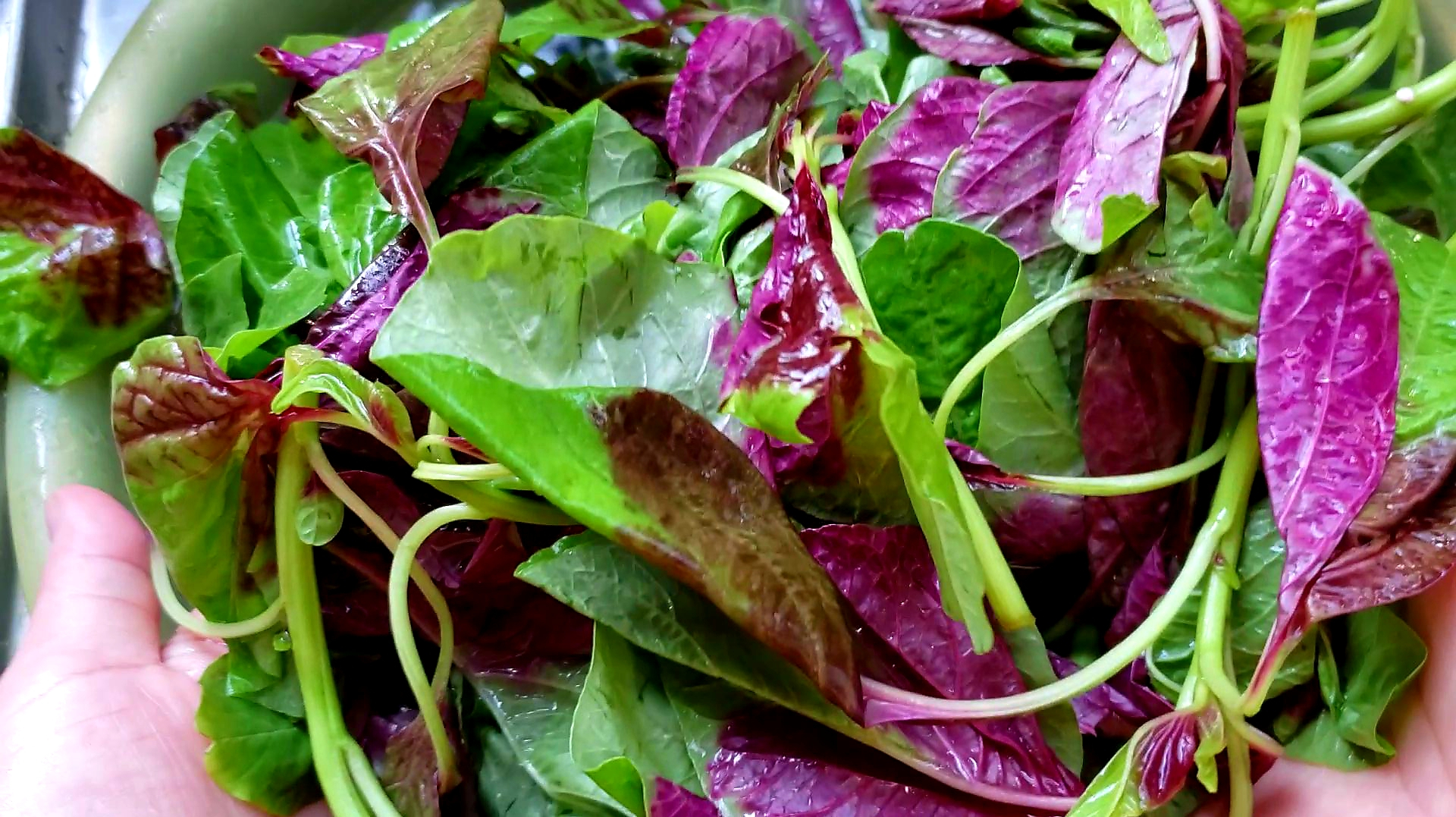 一两苋菜一两金,这种做法最美味,简单家常,夏天一定要多吃