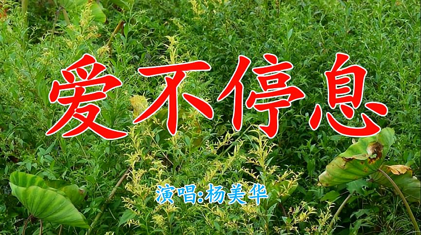 [图]杨美华一首《爱不停息》旋律优美，好听醉了，送给最爱的你