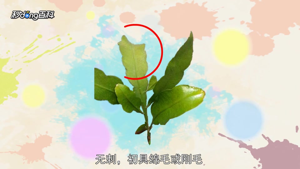 一分钟了解昙花属