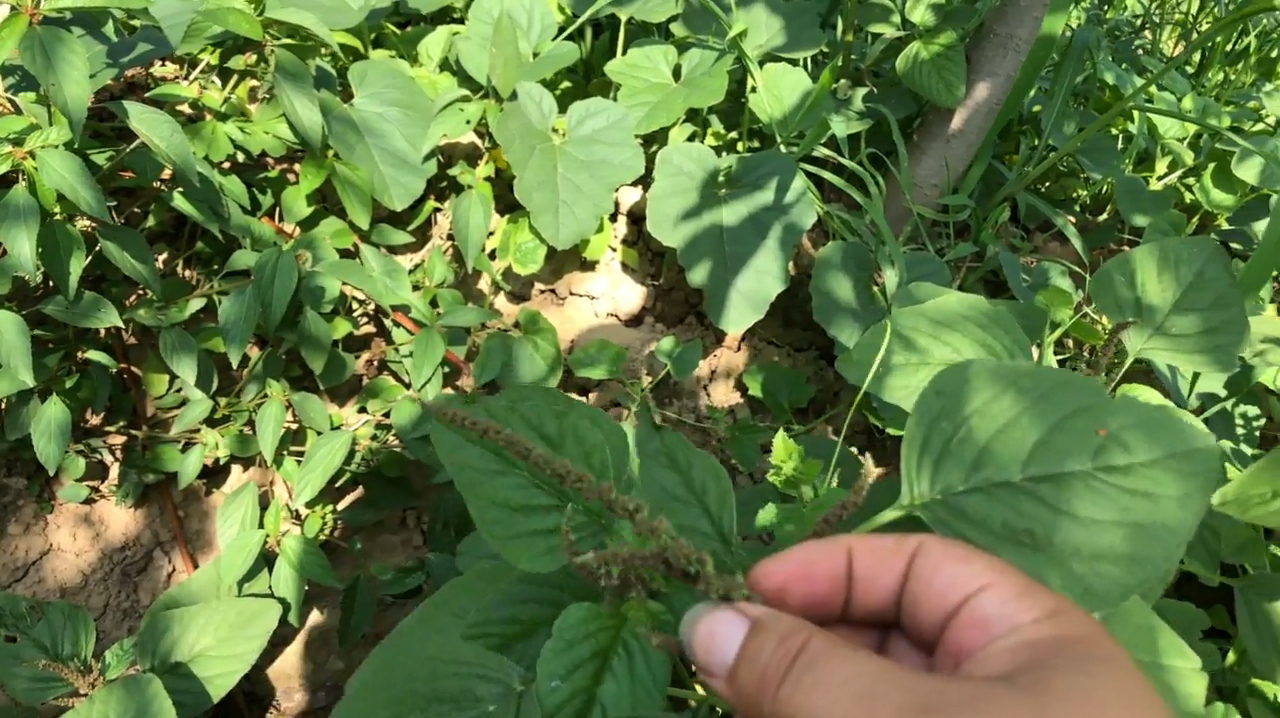 这种野菜口感好,营养还多,农村人叫它“人汗菜”你见过吗