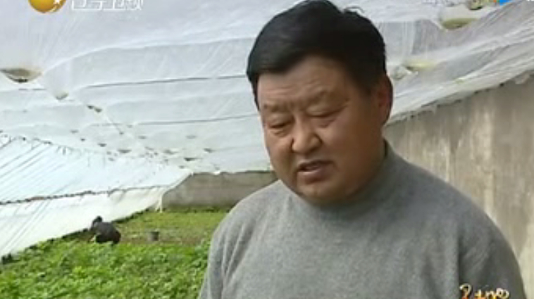 大叔大棚种植山野菜,不需要怎么管理,每斤能卖几十块!