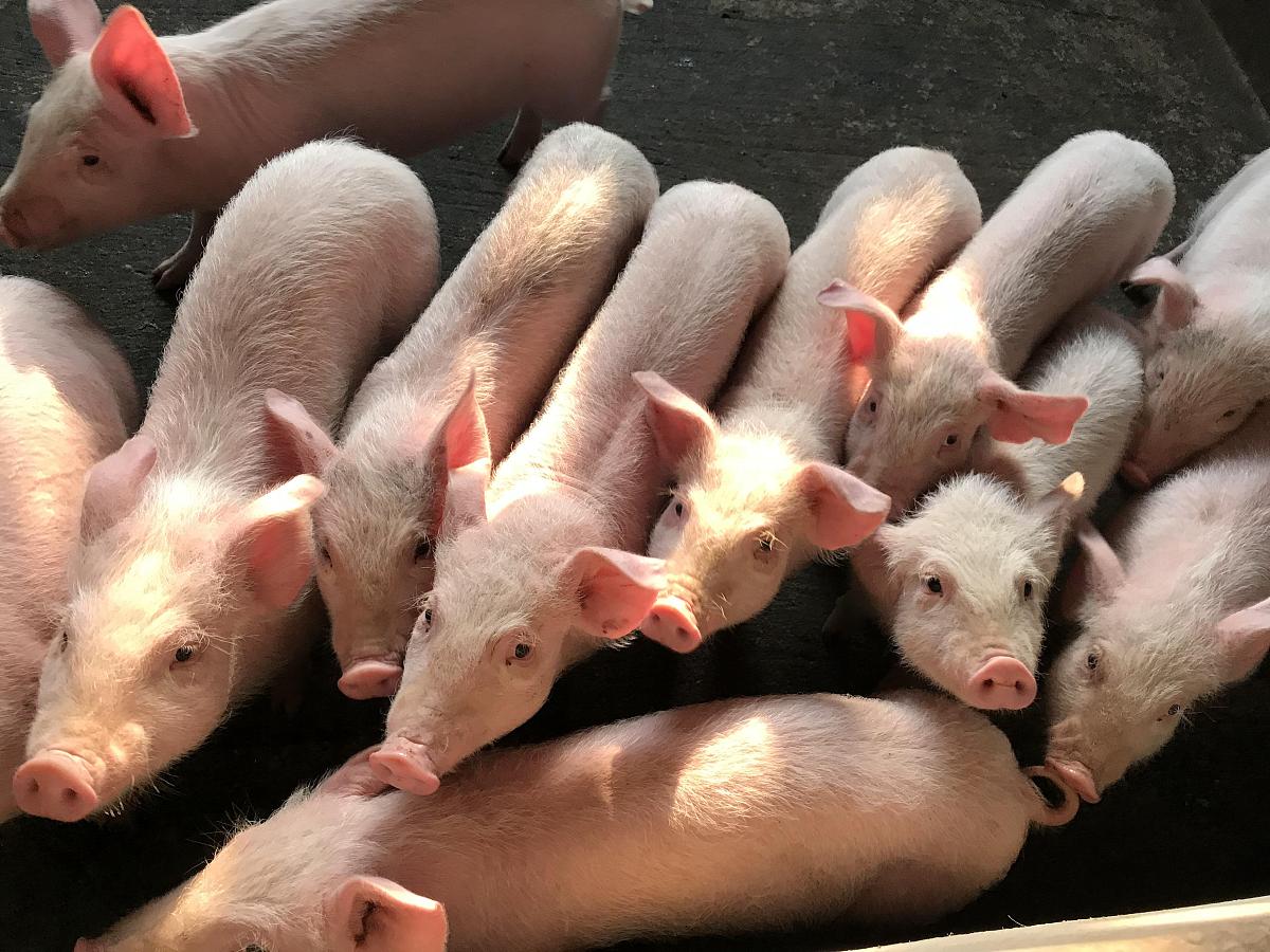 如何减少猪的脓包问题