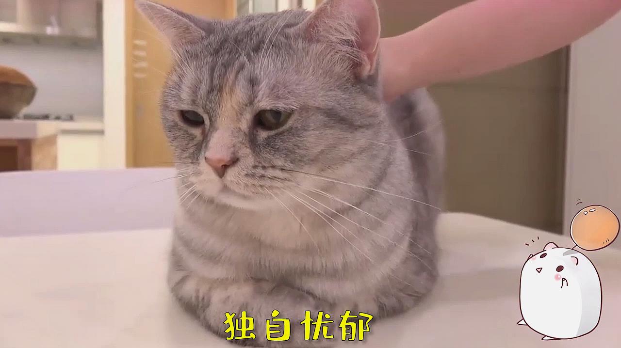 [图]猫咪大改造!主人:做我的猫,我来宠~