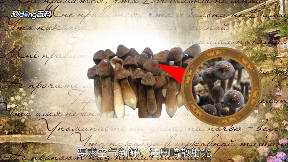 原来黑皮鸡枞菌长这样