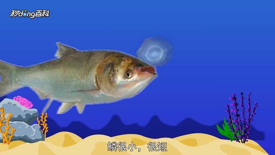 原来鳙鱼头长这样