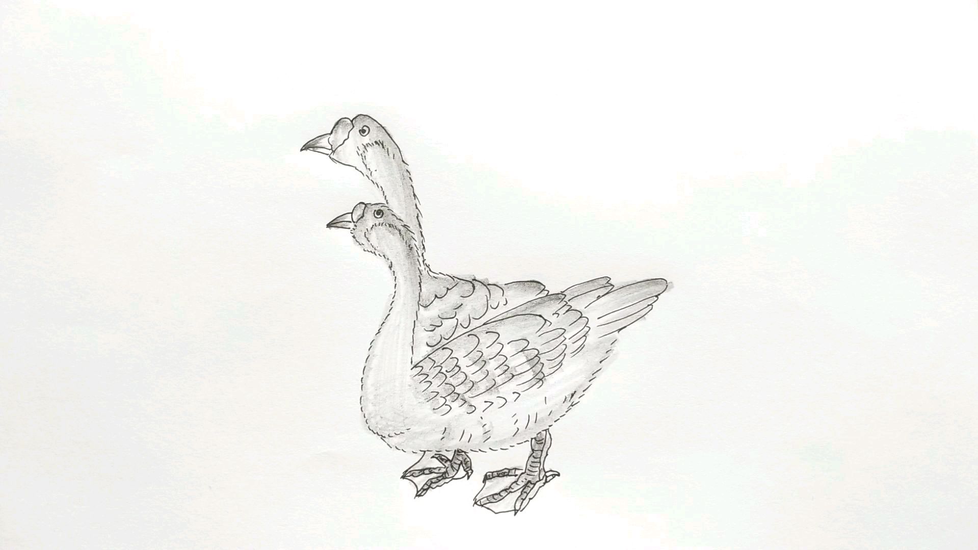 简笔画,两只鸭子