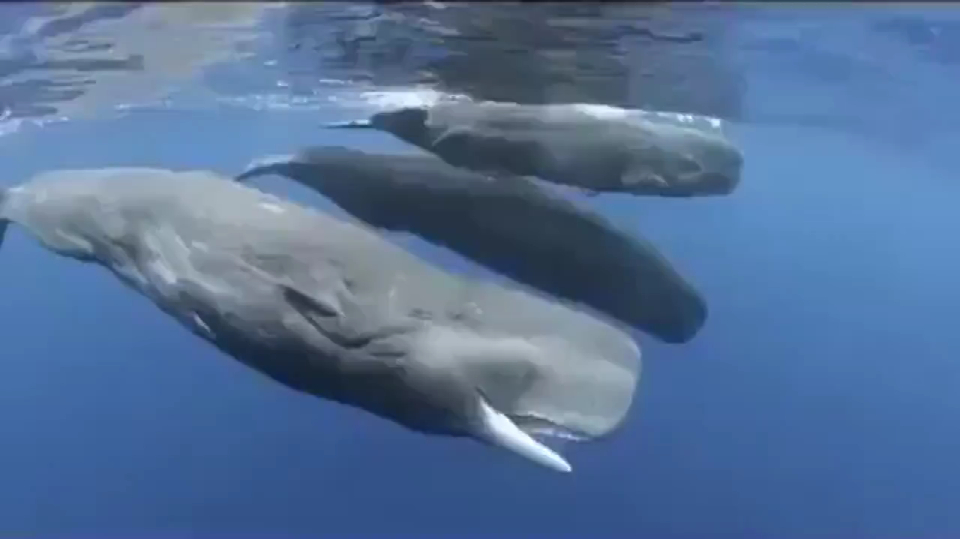 鲸鱼的时间之成群结队的方头怪兽