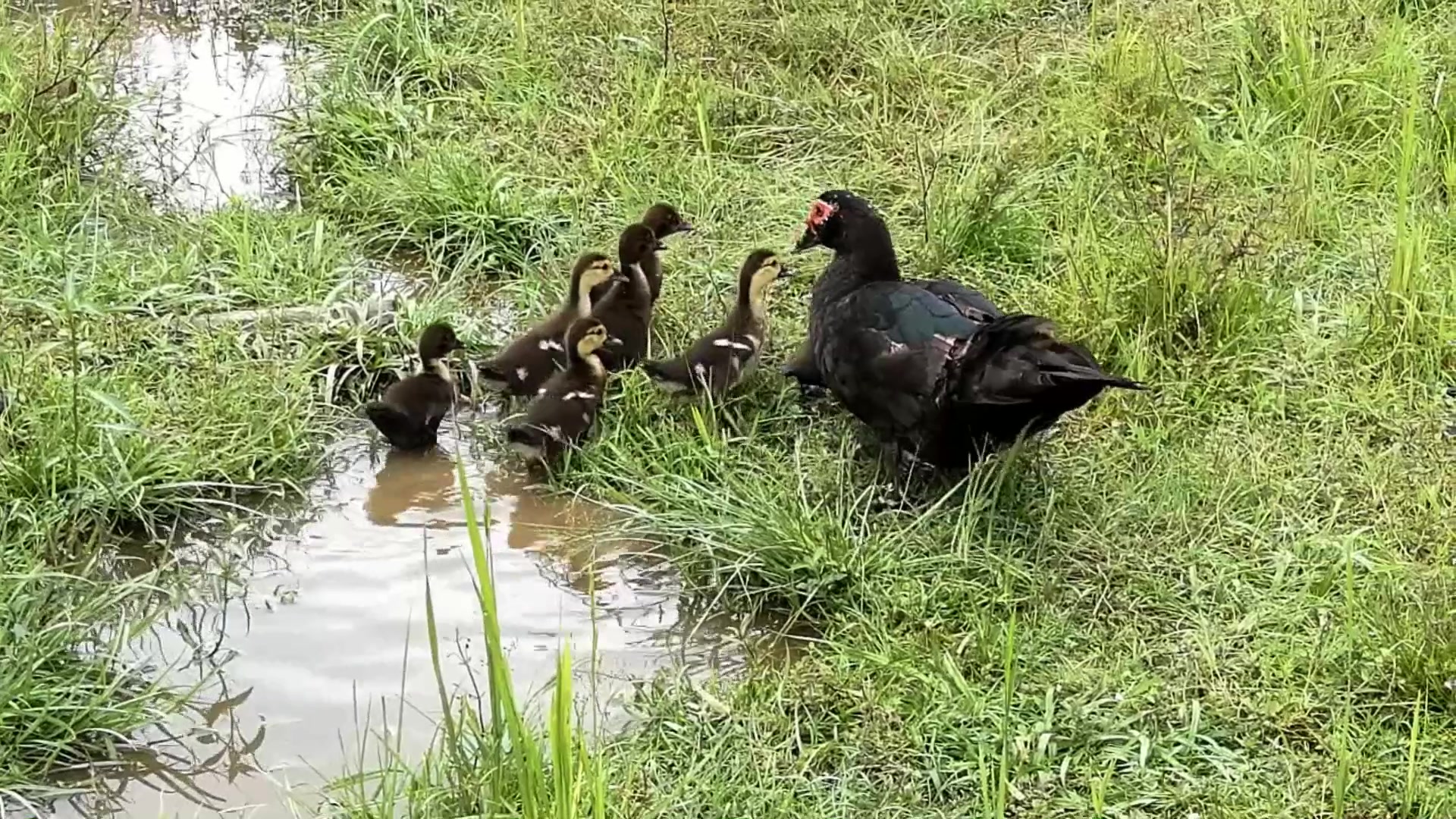 野外的环境真好,这里散养了一群土鸡土鸭,有山有水,空气清晰
