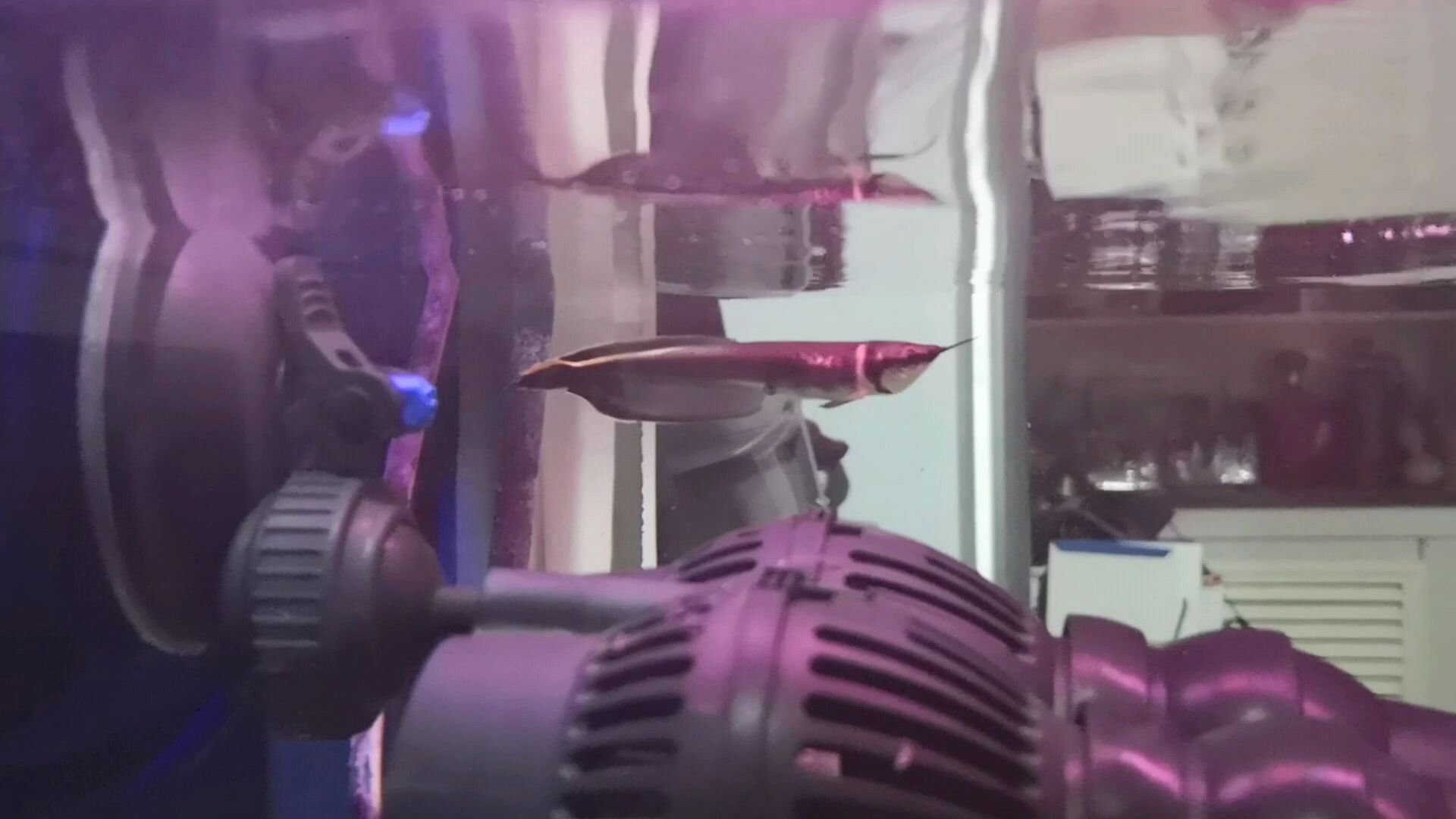 黑带龙鱼这速度太慢了点