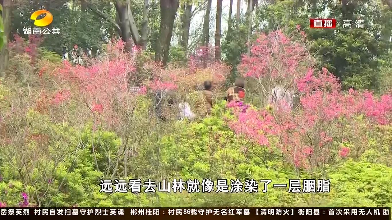 [图]长沙省植物园:满园春色挡不住,杜鹃花儿开春满园