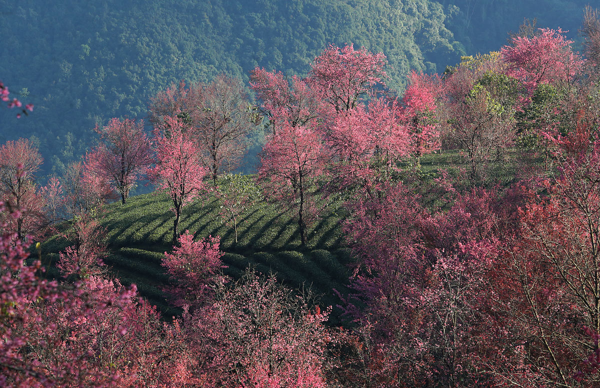 2019年12月15日,云南省大理白族自治州,南涧无量山樱花谷,冬樱花盛开
