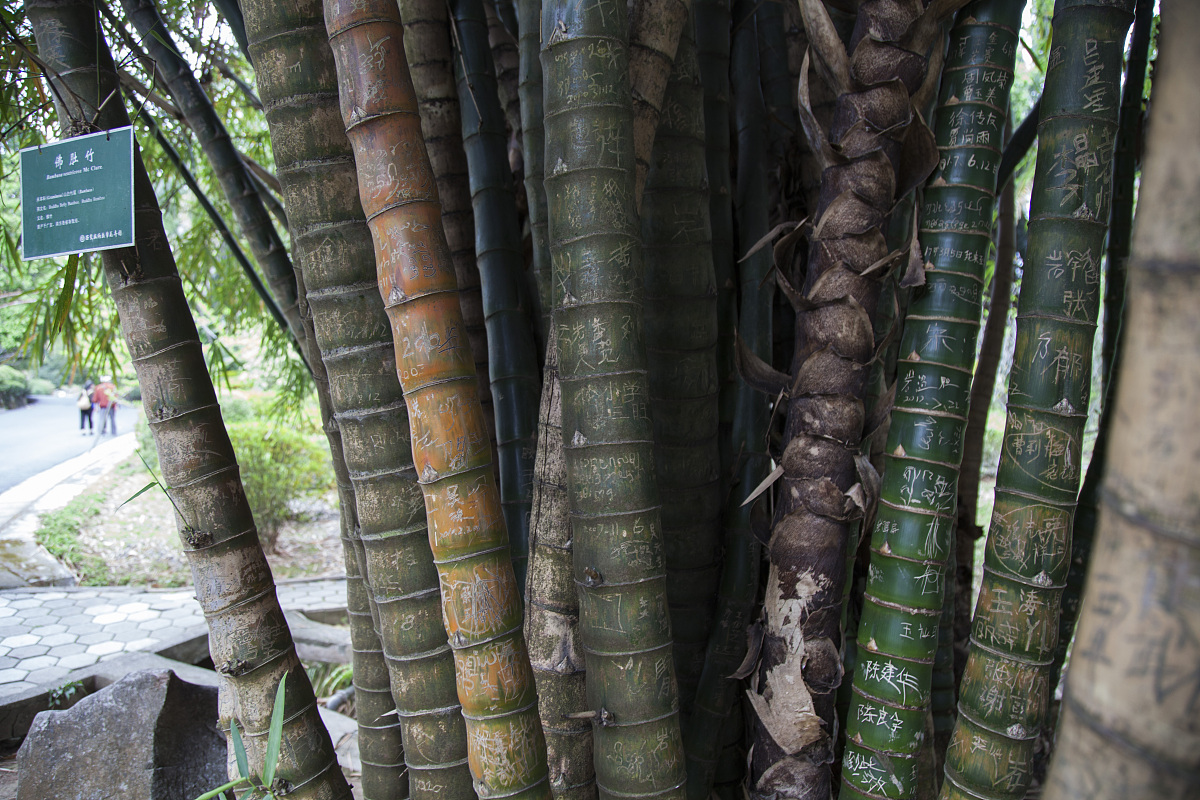 景洪市职业高级中学2022年招生简章