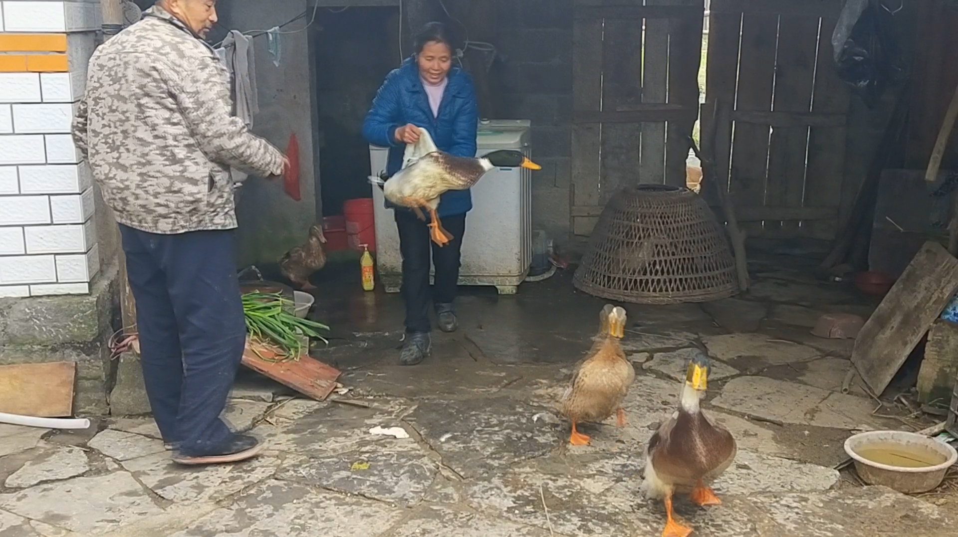 农村杀好的鸭子,先用这样的水处理一下鸭毛,绒毛是这样处理的